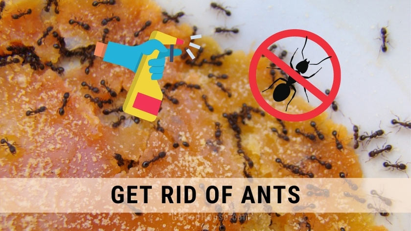 Can Bleach Kill Ants?
